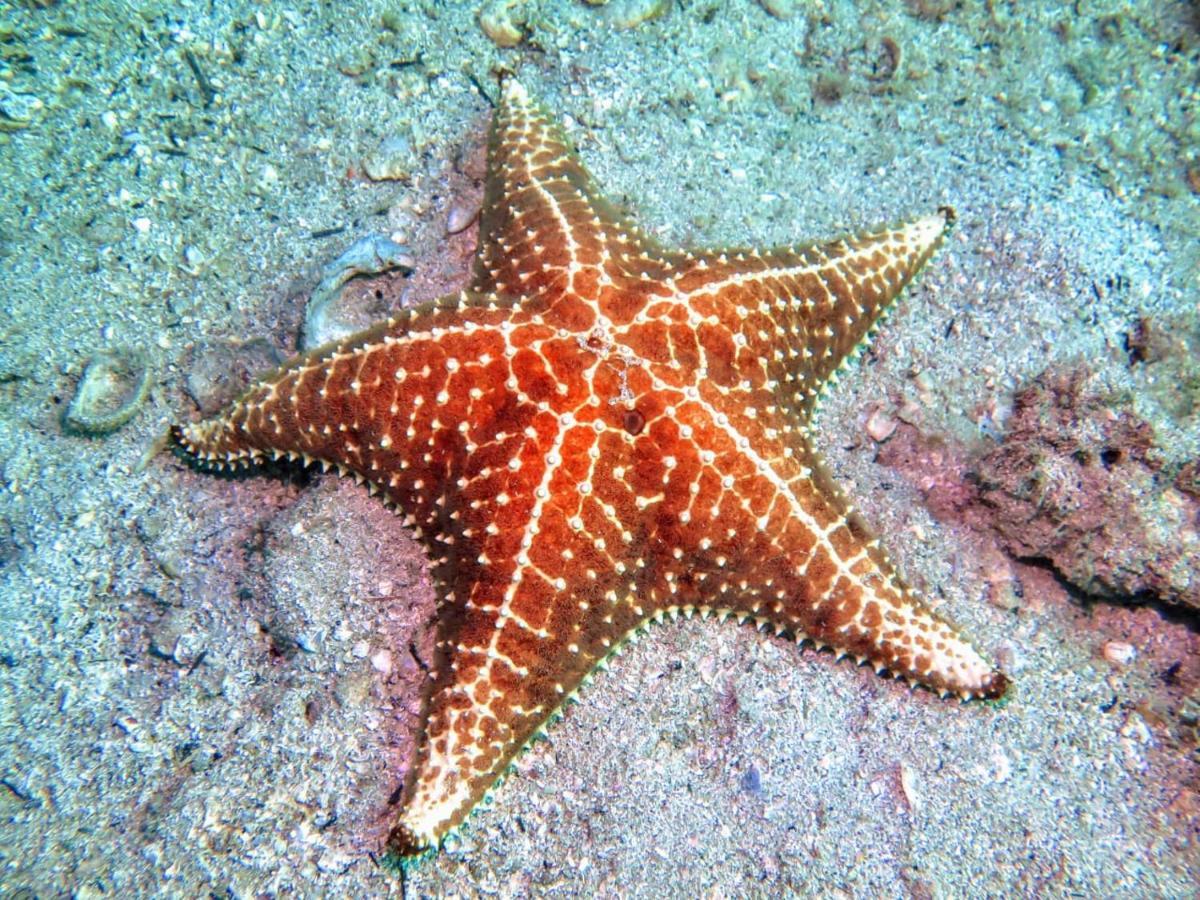 Pousada E Mergulho Dolce Vita Praia Vermelha  Zewnętrze zdjęcie